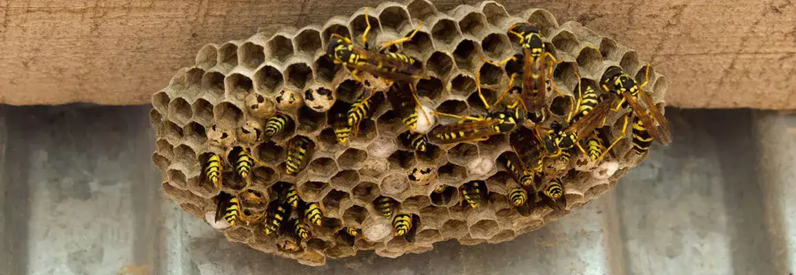 Hornet & Wasp Removal Service in Mississauga. We remove any bug.