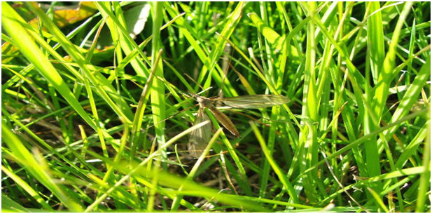 Do You Need to Spray for Mosquitos in the Summer?