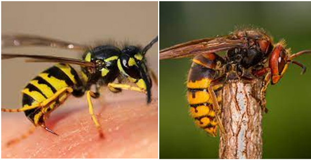 Wasp Nesting Activity