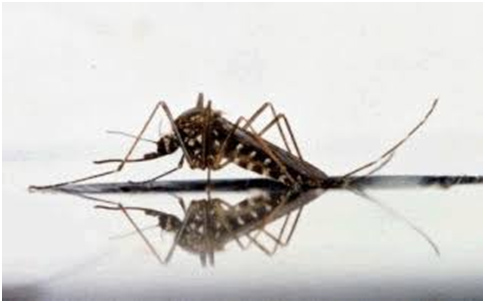 Stay Ahead and Protect Your Surroundings From Mosquitoes