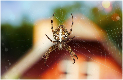 QAP professional told us few ways to prevent any future spider infestation like