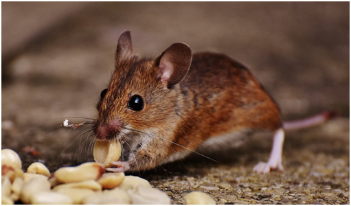 Do You Need Pest Control in the Summer Months?