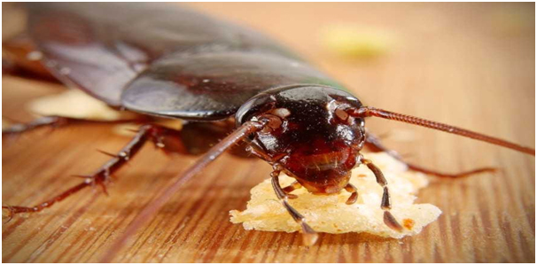 How best to avoid cockroaches