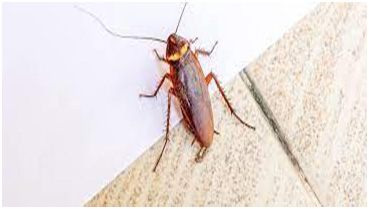 First you need to understand cockroaches