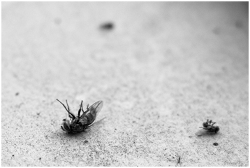 HOW TO KEEP YOUR HOME PEST-FREE AFTER PROFESSIONAL HELP?