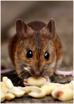 HOW TO GET RID OF RATS?