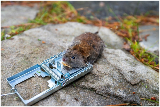 RODENTICIDES