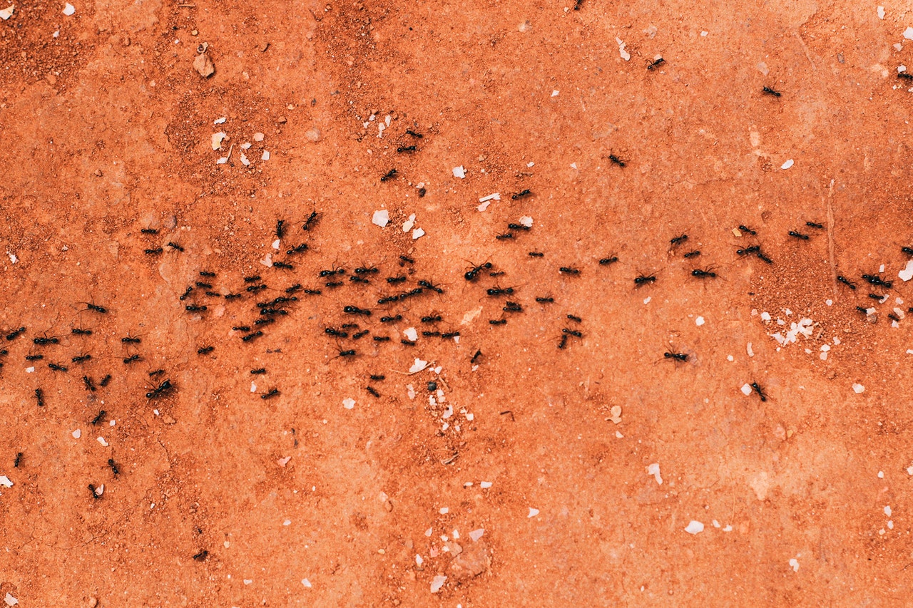 What Are Argentine Ants?