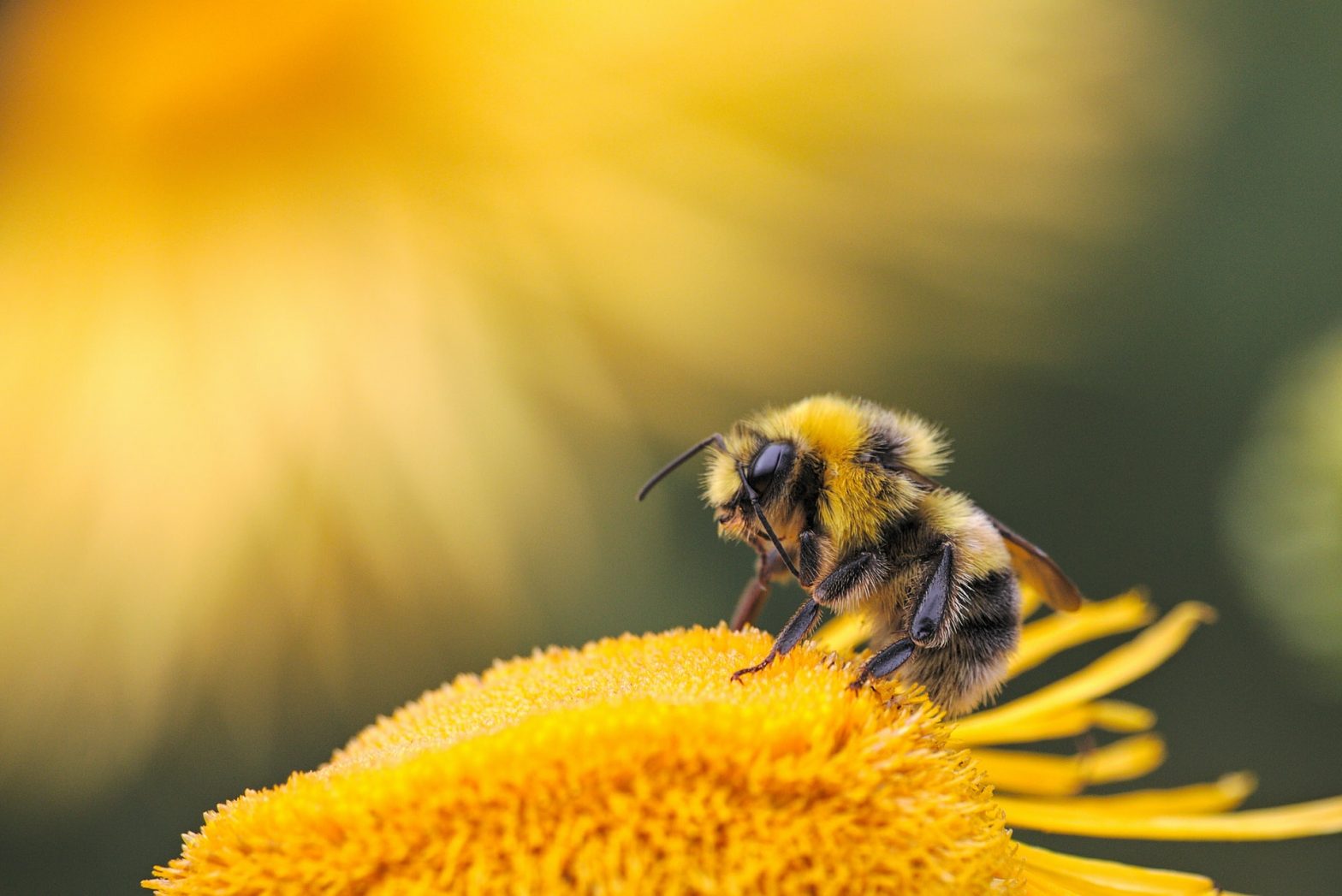 Difference Between Bees and Wasps