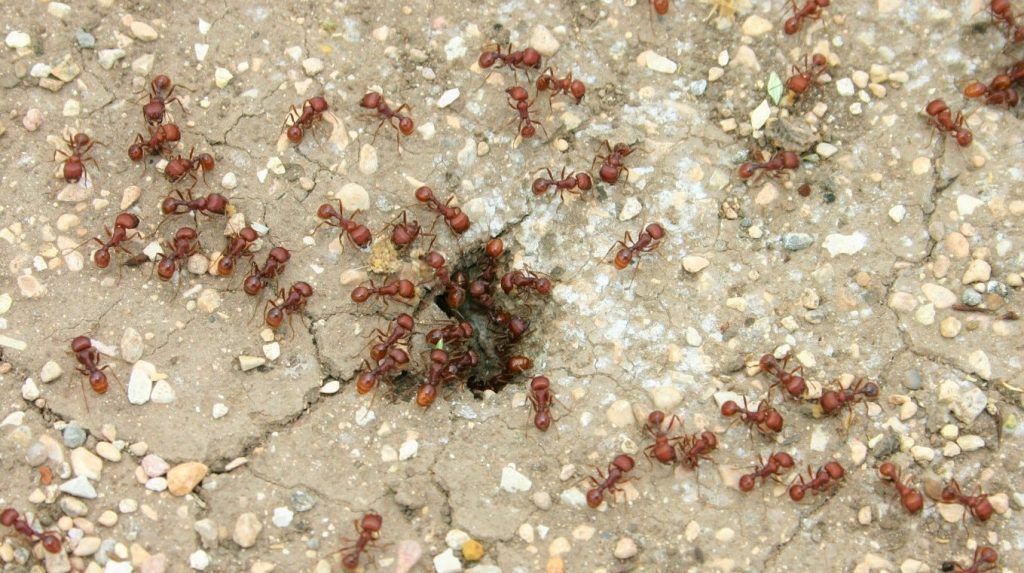 Harvester Ants