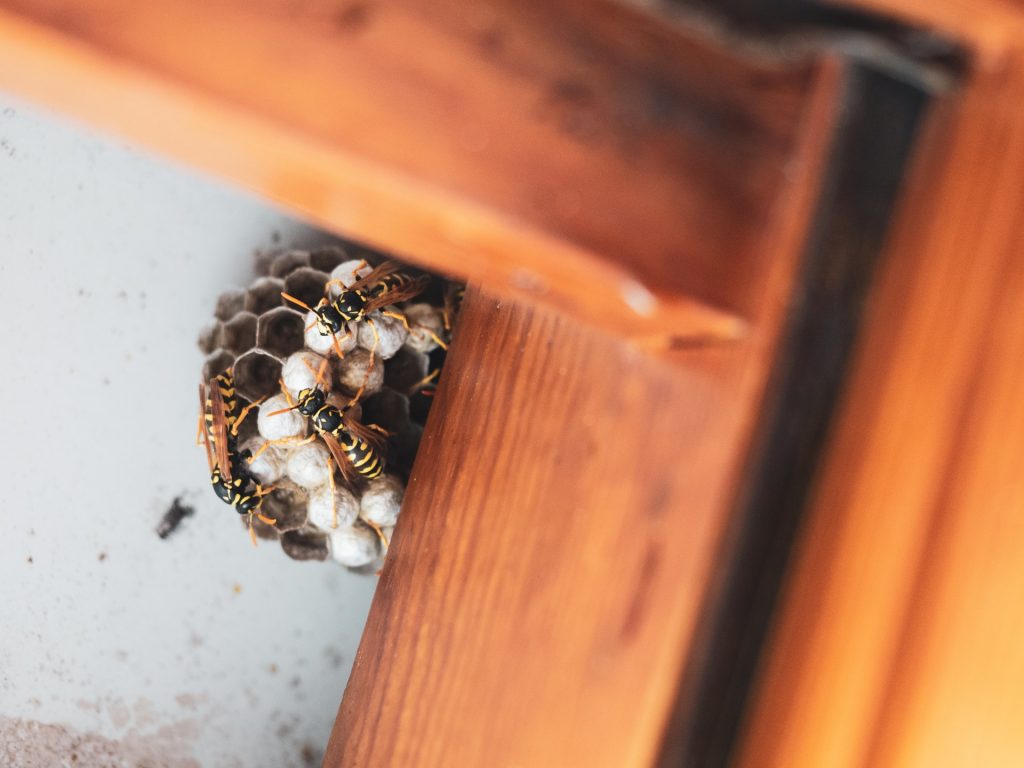 Wasp Nesting Habits