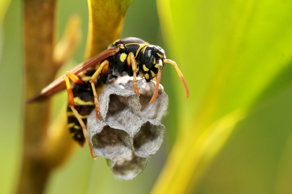 Wasps Can Damage Your Property