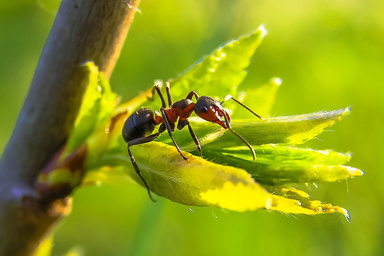 Which Types of Ants Sting You?