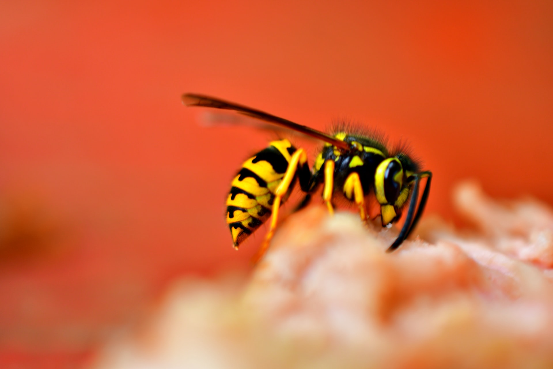 Why Consider Spring Wasp Control