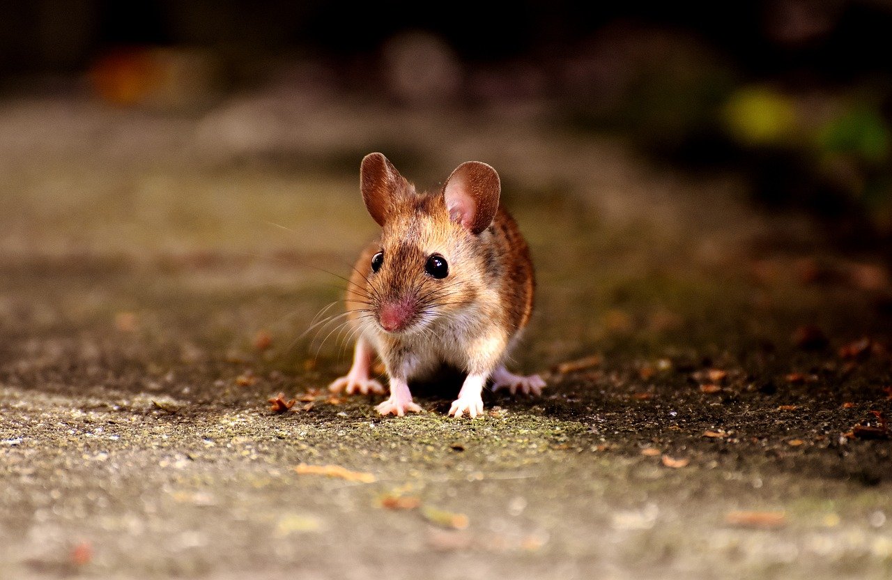 Are Mice A Common Problem In Homes?
