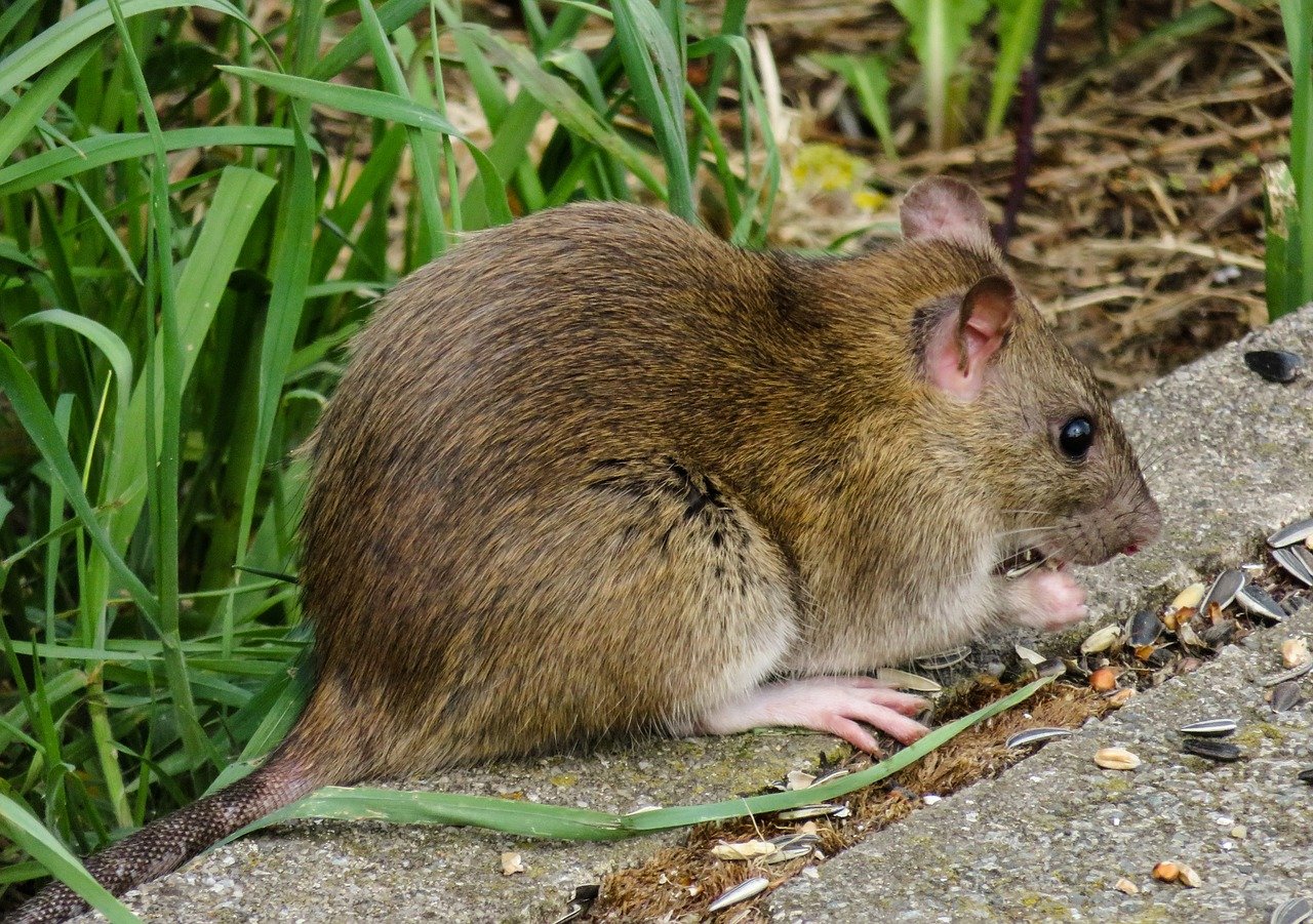 Protect Your Home From Rats: A Checklist