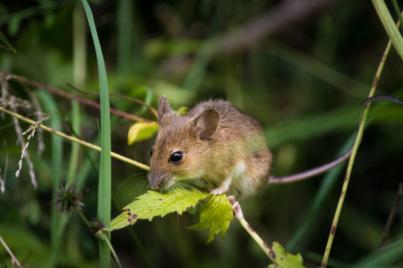 Signs There are Mice In Your Home
