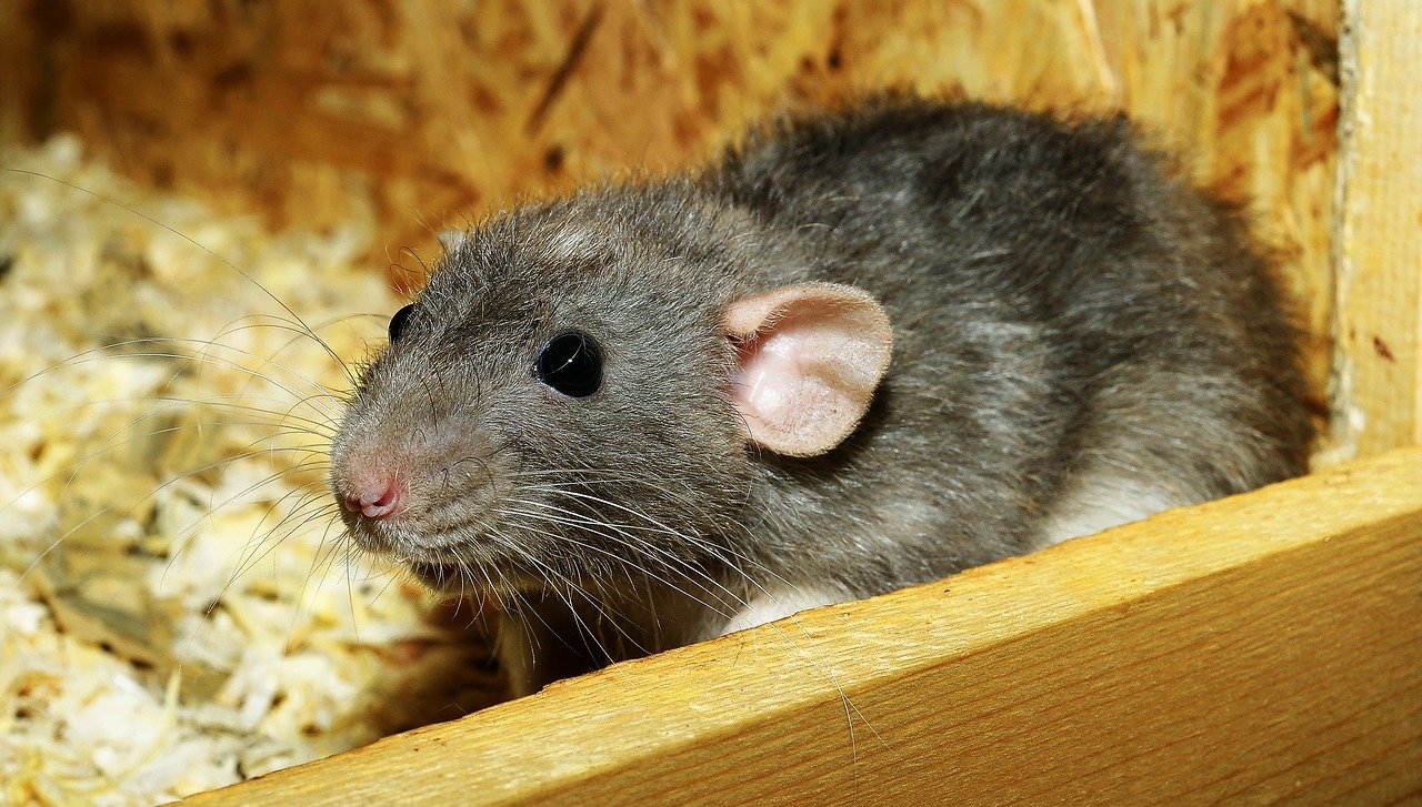 What Are Signs Of Infestation By Rats