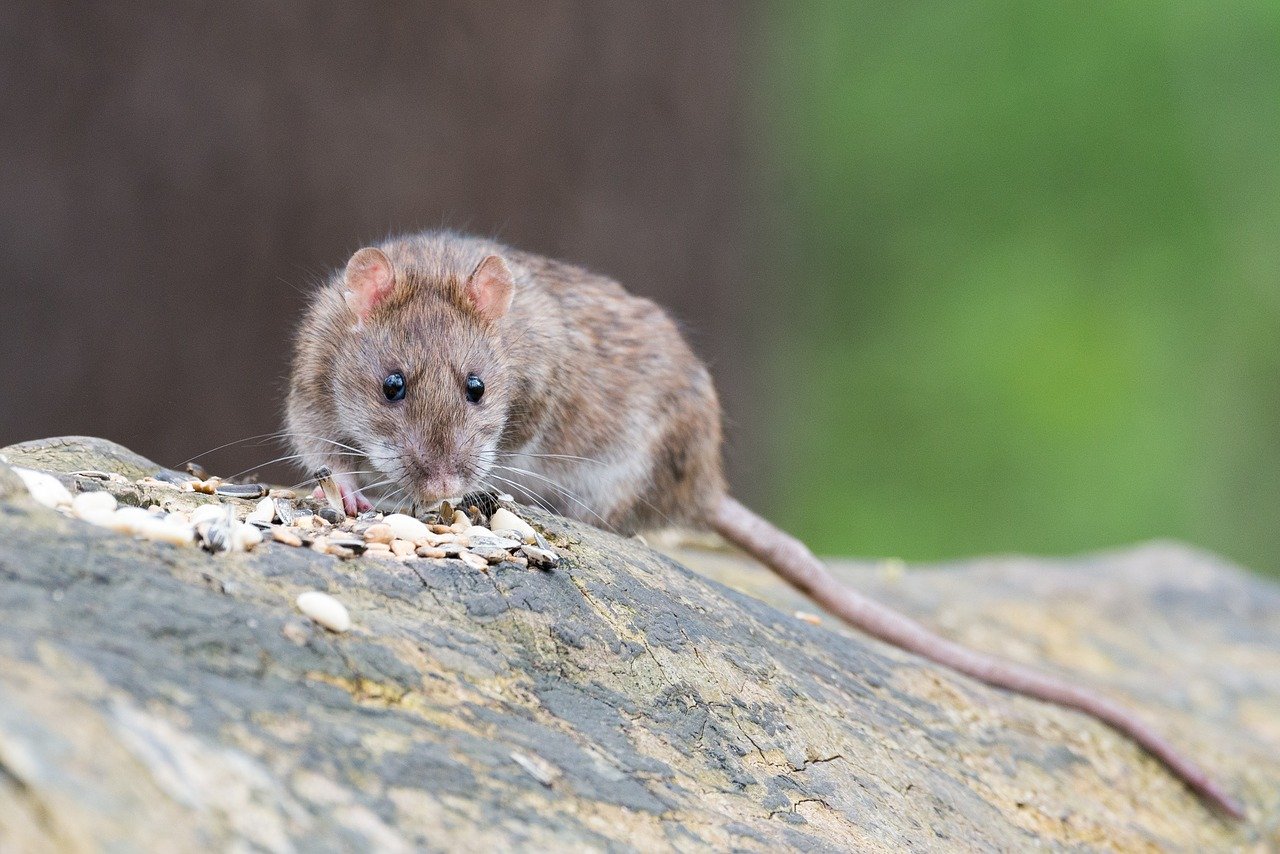 What Do Rats Hate The Most?