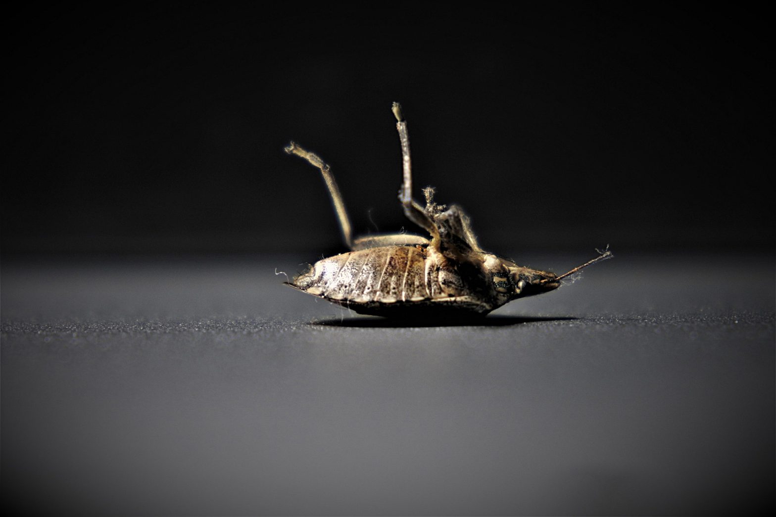 Why Is It So Hard To Get Rid Of Bed Bugs?
