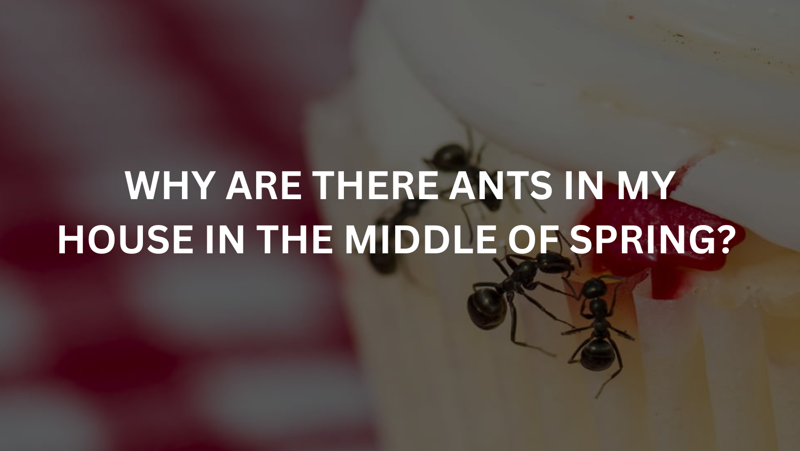Why are there ants in my house in the middle of spring? Quality Affordable Pest Control