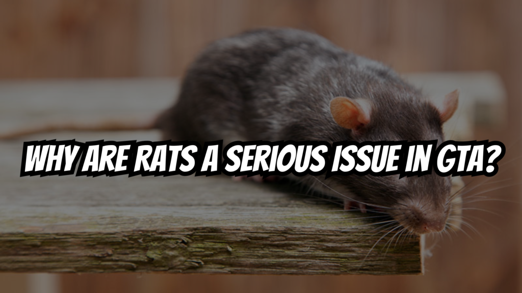 Why are Rats a Serious Issue in GTA? Quality Affordable Pest Control