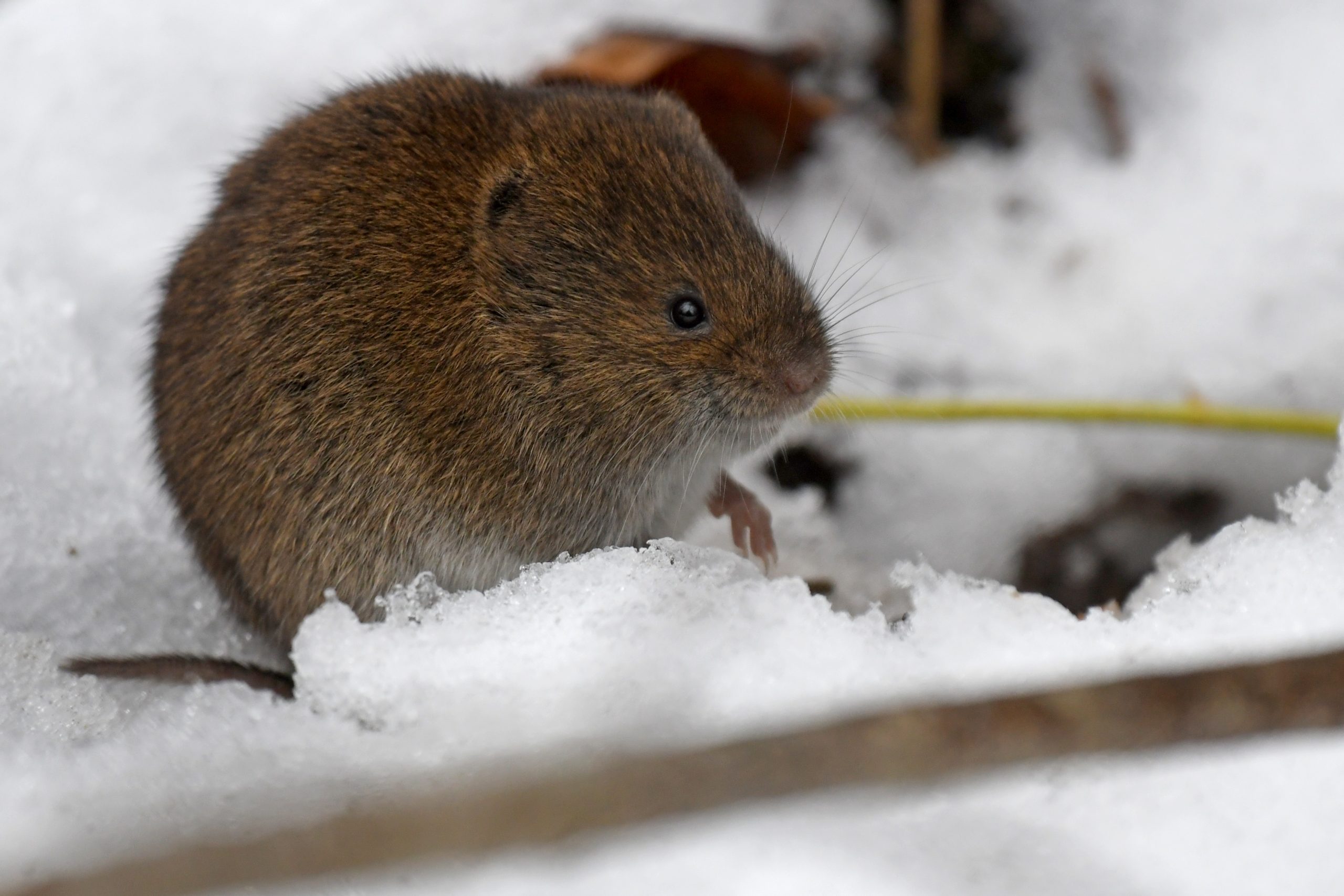 Do I Need Pest Control in the Winter