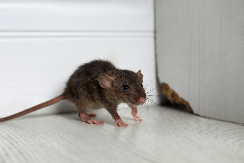 What Do Pest Control Companies Use For Mice?
