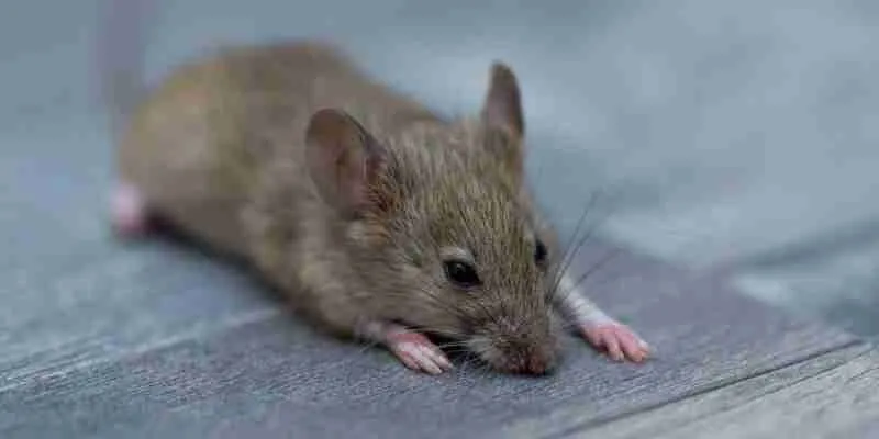 How To Remove Rodent Smell From House