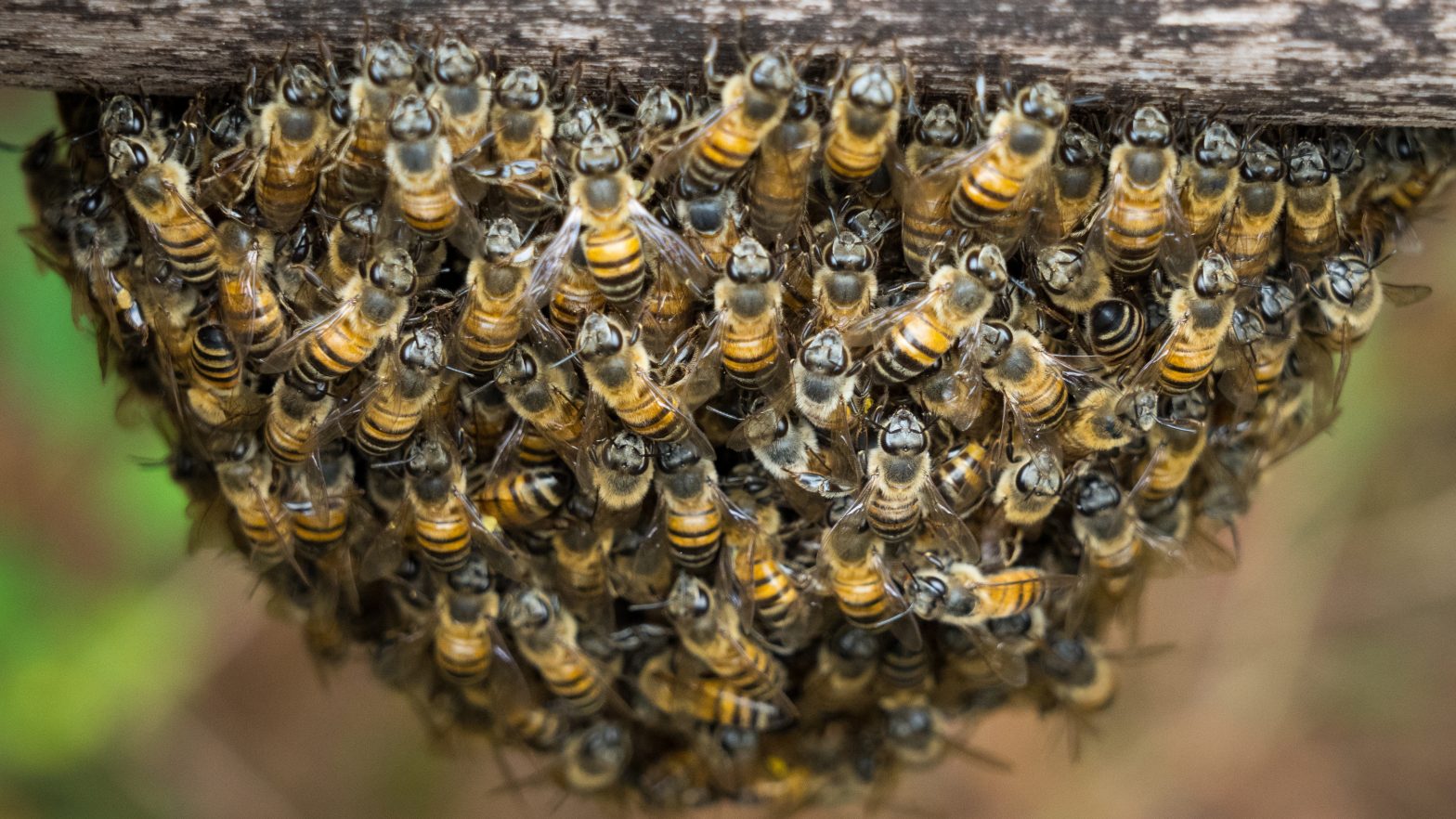Can A Bees’ Nest Be Removed