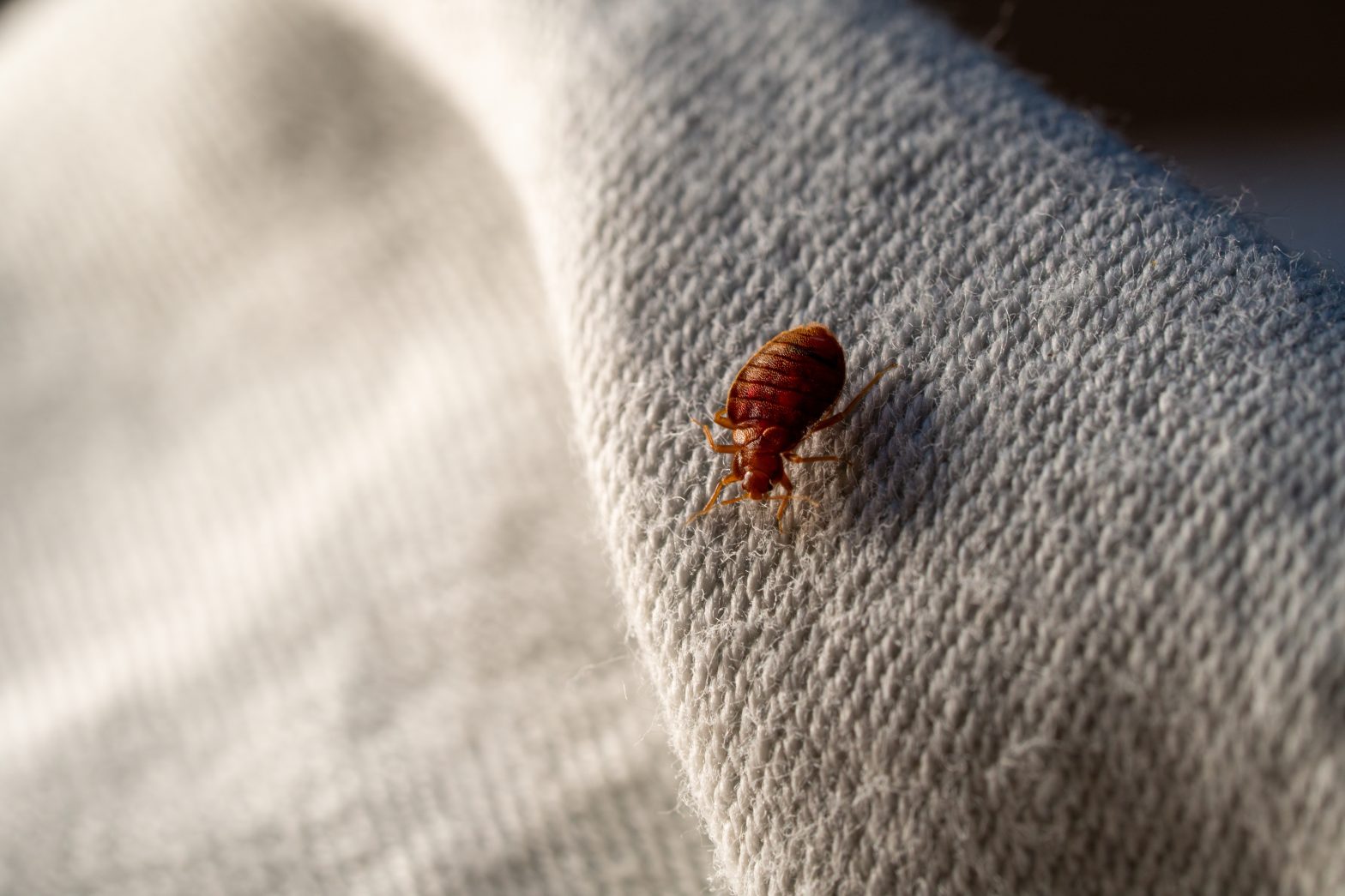Can Bed Bugs Be Removed Completely Expert Tips Revealed