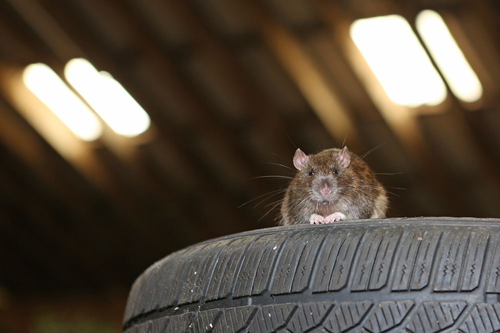 Understanding Why Pests Invade Vehicles: Do Exterminators Service Cars?