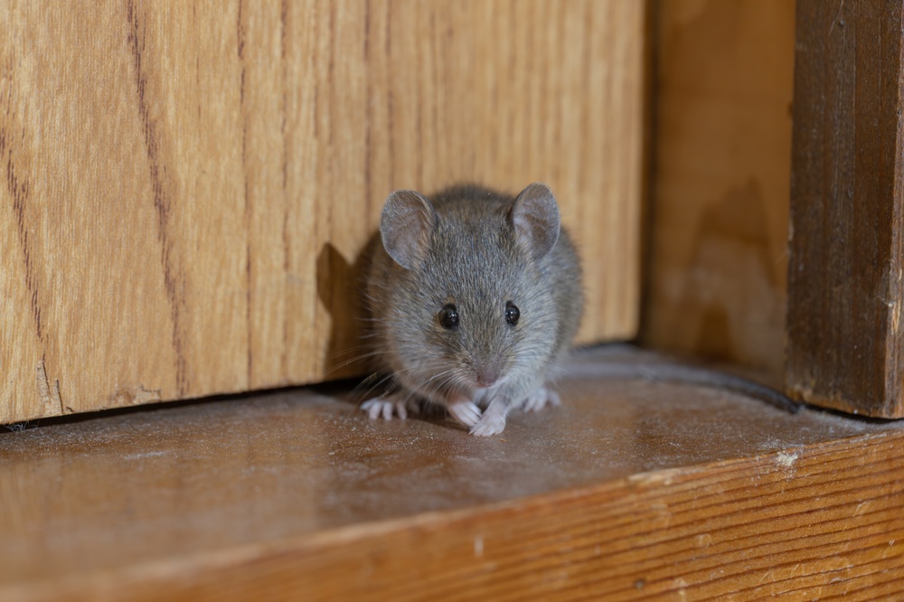 Pest Control Basics: Recognizing a Rodent Problem and How to Remove Rodents from Wall Spaces