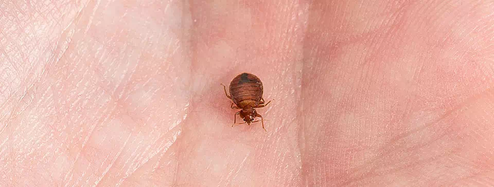 bed-bug