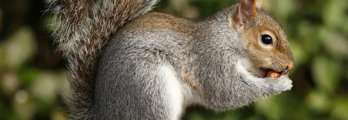 squirrel