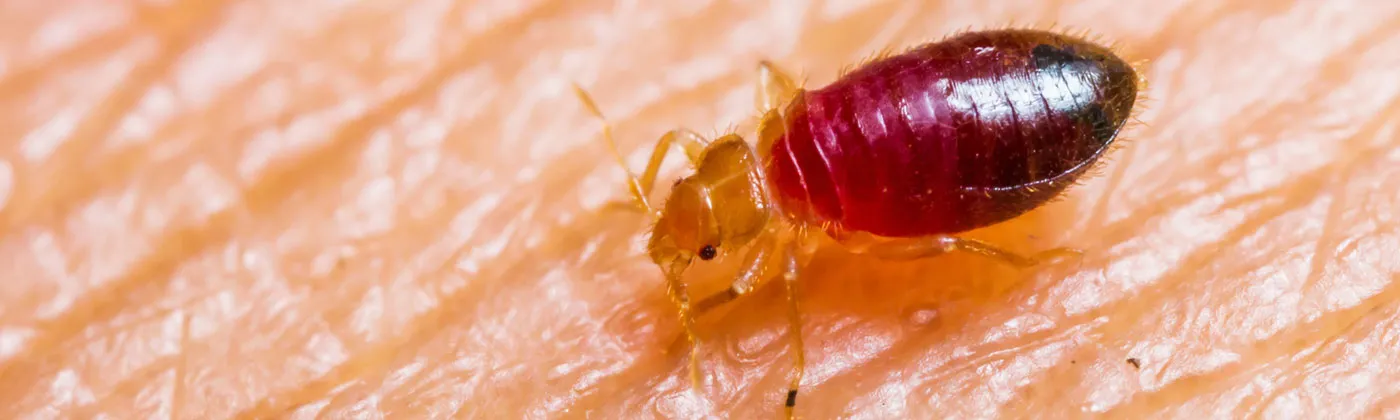 Bed bug extermination in Toronto and the GTA.