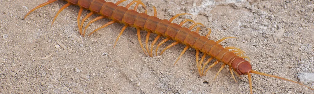 Centipede Exterminator in Toronto and the GTA.