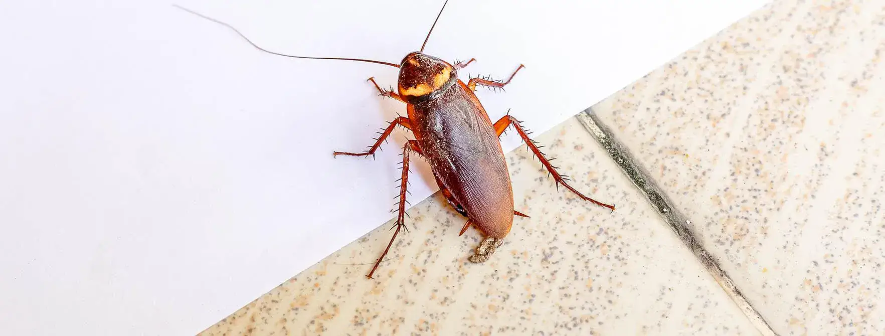 Cockroach Extermination in Toronto and the GTA.