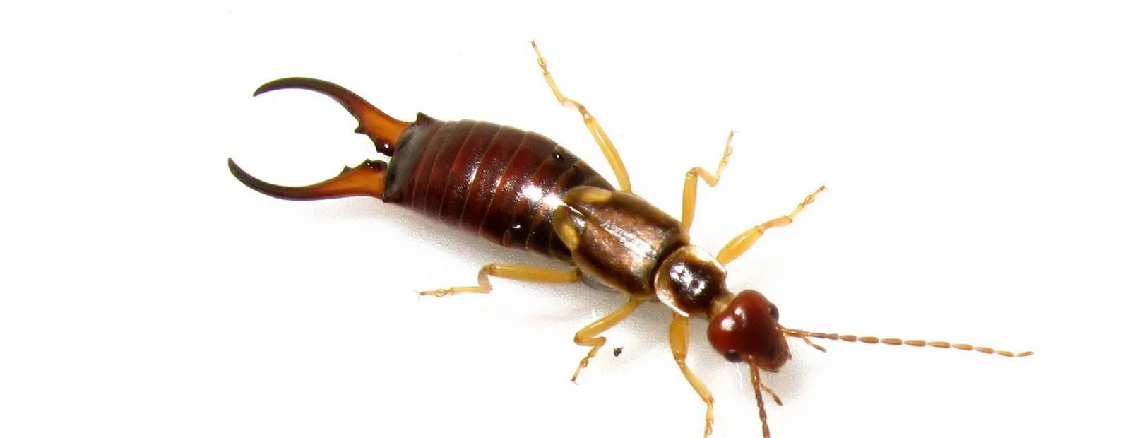 Earwig removal services in Toronto area by QAPC.