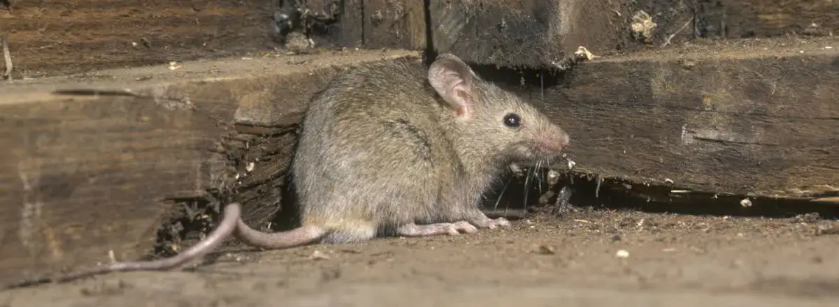 mice exterminator brampton