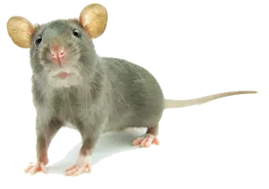 Mice Removal Services