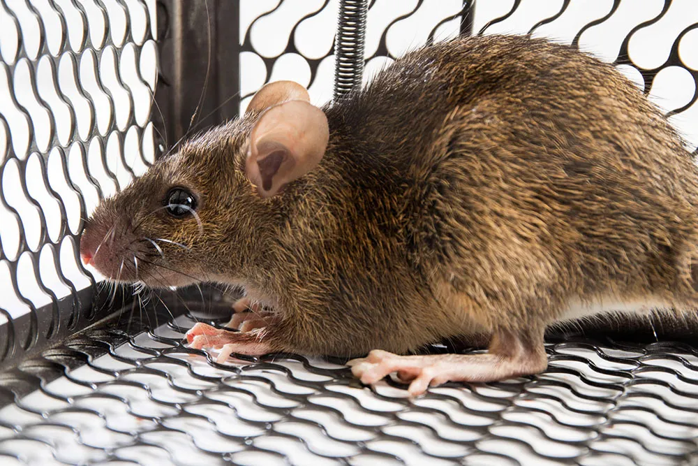 Norway Rats removal services in Toronto area by QAPC.
