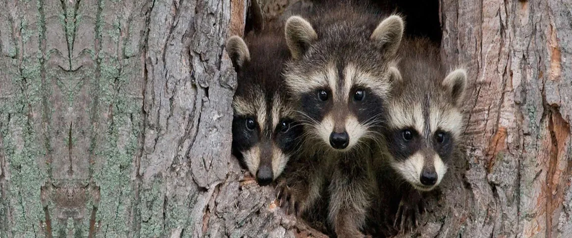 Raccoon removal services in Toronto area by QAPC.