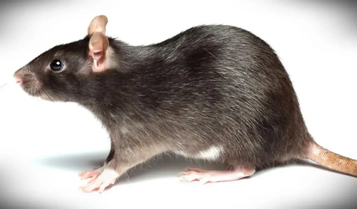 rats pest control around vaughan