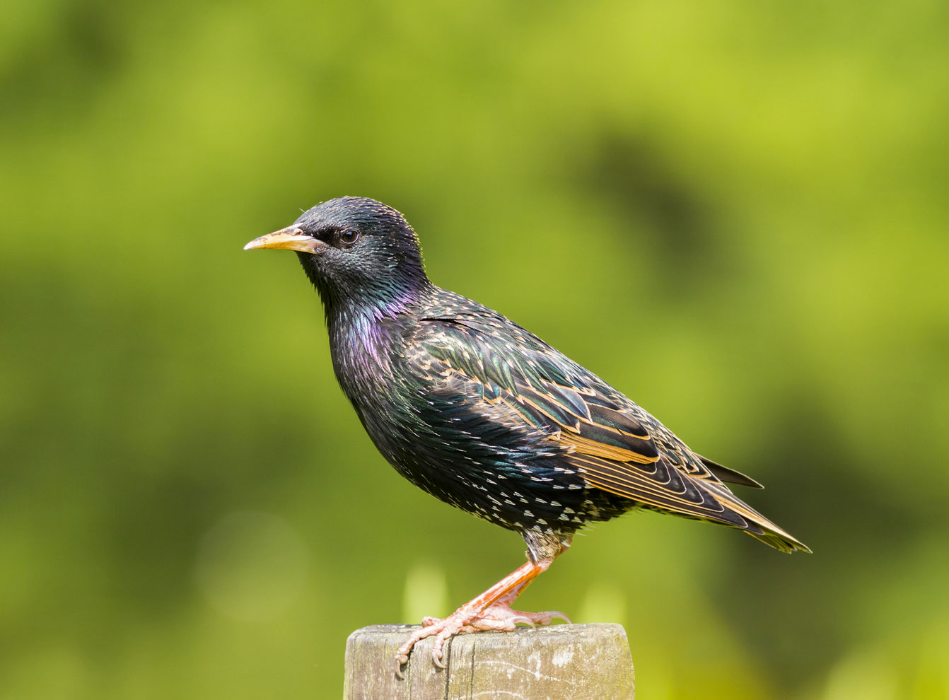 Starling removal services in Toronto area by QAPC.