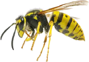 Wasp Removal Services