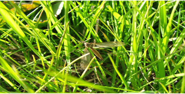Do You Need to Spray for Mosquitos in the Summer?
