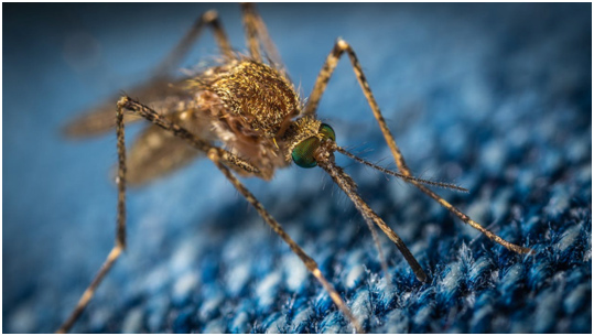 Mosquitoes, flies, and aphids are the most typical pests in waste sites.