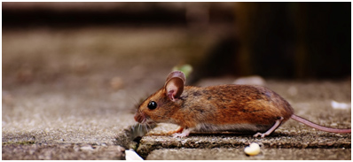 Mice and rat removal