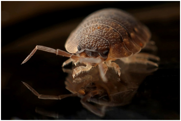 Bed Bugs Extermination